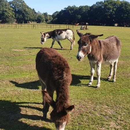 The Swish - New Forest Get Away Redlynch  Esterno foto