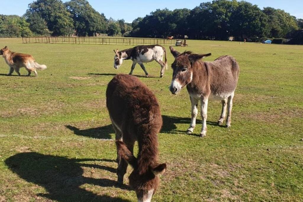 The Swish - New Forest Get Away Redlynch  Esterno foto